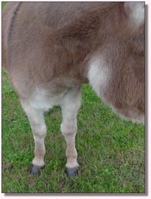 My World Cameo, dark red miniature donkey jennet for salev