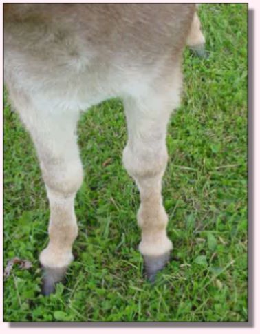 My World Cameo, dark red miniature donkey jennet for sale