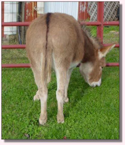 My World Cameo, dark red miniature donkey jennet for sale