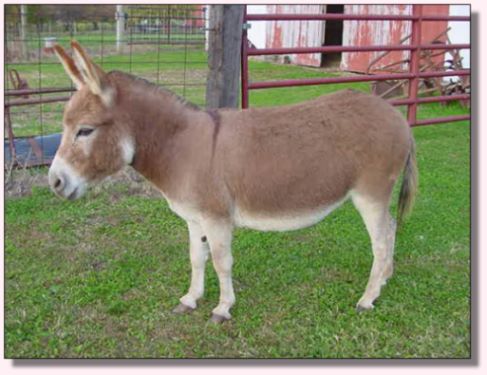 My World Mandy, dark red miniature donkey jennet for sale