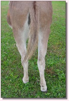 My World Mandy, dark red miniature donkey jennet for sale