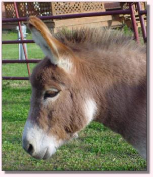 My World Cally, dark red miniature donkey jennet for sale