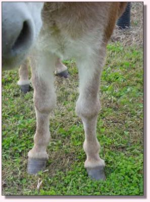 My World Cally, dark red miniature donkey jennet for sale