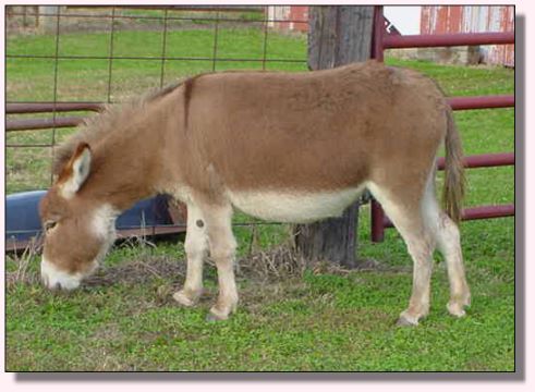 My World Cally, dark red miniature donkey jennet for sale