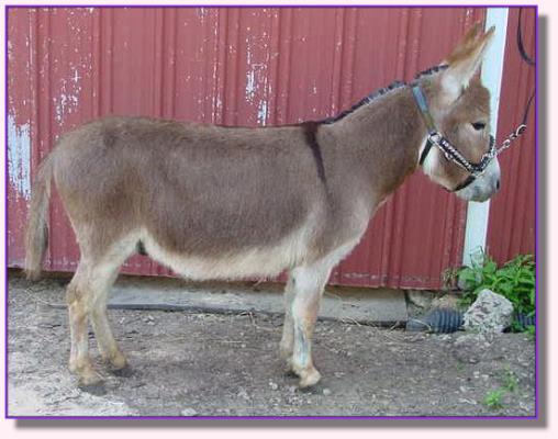 Ass-Pirin Acres Andiamo