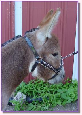 Ass-Pirin Acres Andiamo