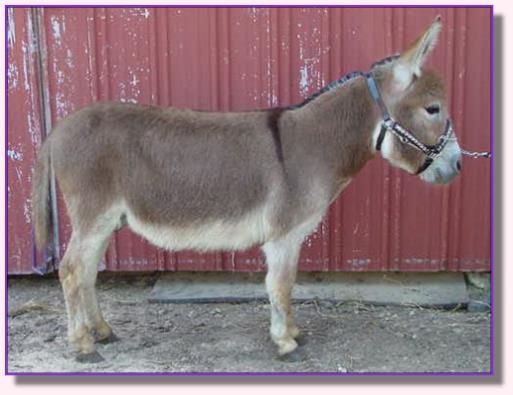 Ass-Pirin Acres Andiamo