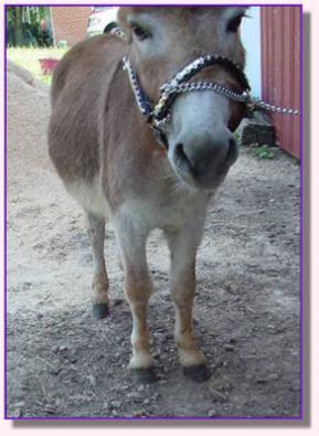 Ass-Pirin Acres Andiamo