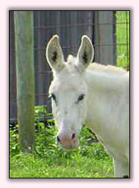 My World Rain Dancer