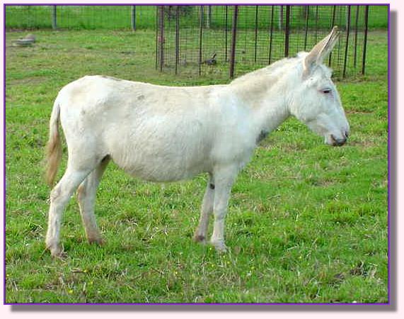 My World Emily, miniature donkey for sale