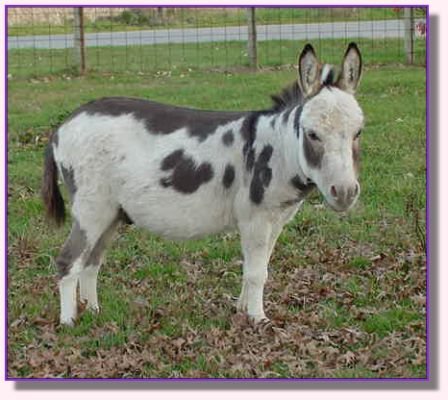 Windcrest Comet's Fire & Ice