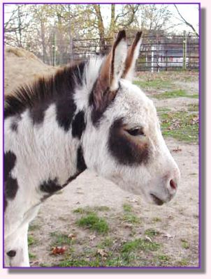 Windcrest Comet's Fire & Ice