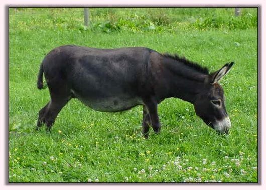 My World Miss Attitude in her summer coat.