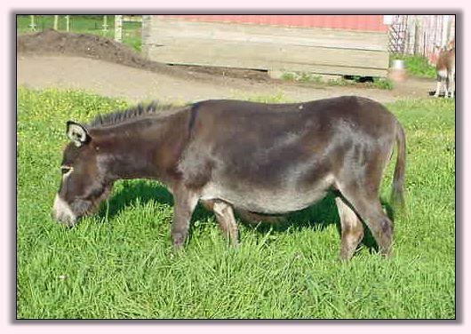 My World Miss Attitude in her summer coat.