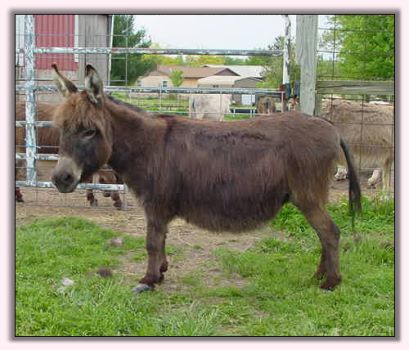 My World Miss Attitude