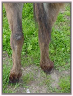 My World Miss Attitude