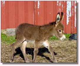 Alexandrea/Chochese Jack Foal