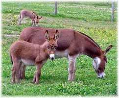 Miniature Donkey My World Amber & Mom, My World Dream (10,362  bytes)