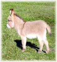 Miniature Donkey My World Apache (8290  bytes)