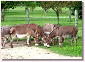 The Bachelor Group at My World Farm