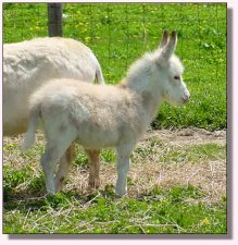 My World Mr. Bo Jangles