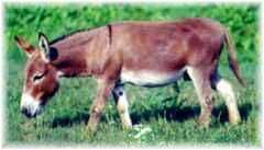 The ole' man, Buster (5728 bytes)