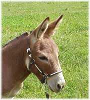 Miniature Donkey My World Buster (6718 bytes)