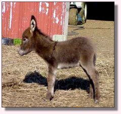 Cochese/Cherry Jack Foal