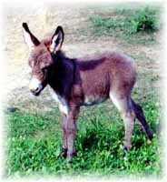 Miniature Donkey My World Chloe (7145  bytes)