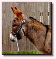 My World Cimmaron (8725 bytes)