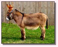 My World Cimmaron (13,086 bytes)