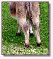 My World Cimmaron (10,301 bytes)