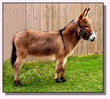 My World Cimmaron (11,777 bytes)