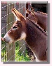 My World Cinnamon Jack