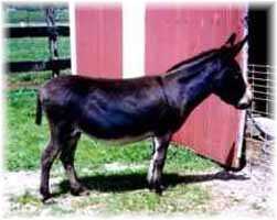 Miniature Donkey D.S.A. Cocoa (8303 bytes)