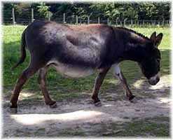 miniature donkey My World Cocoa (8590 bytes)