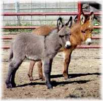 Dakota & Unnamed grey jack (8045 bytes)