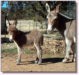Little Dipper at Wannabe Ranch