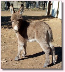 Little Dipper at Wannabe Ranch