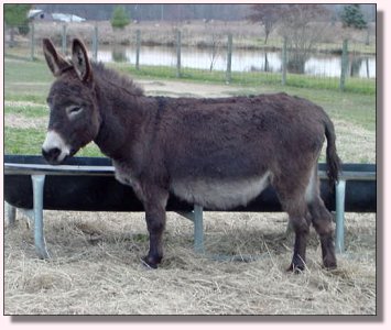 Click photo of miniature donkey for sale to enlarge image