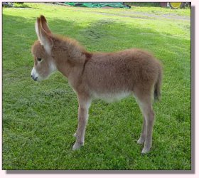 My World Georgia Peach