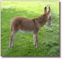 My World Georgia Peach