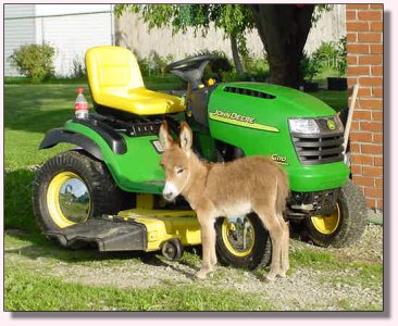 My World Georgia Peach