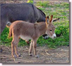 My World Go for the Gusto