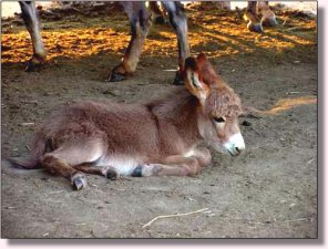 My World Go for the Gusto