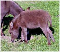 Miniature Donkey My World Harley (9531 bytes)