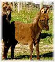 Miniature Donkey My World Harley (7202 bytes)