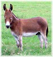 Miniature Donkey My World Red Hawk (6120 bytes)