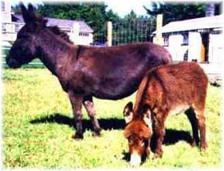 Miniature Donkeys MW Heidi w/foal MW Victor (10,296 bytes)