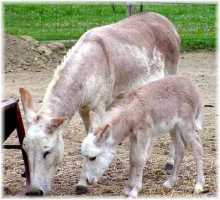 Hope & Dam, Stormy (8000 bytes)